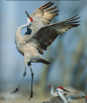 Sandhill Crane (grus canadensis) performing a mating dance