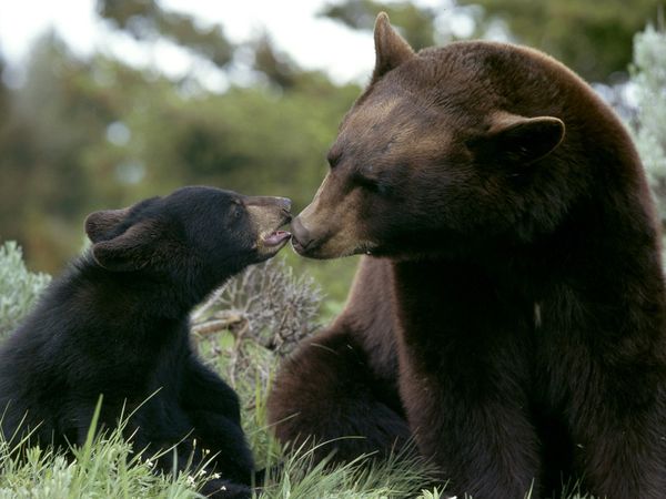 Female American black bear (Ursus americanus) with her cub