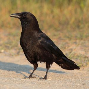 American Crow (Corvus brachyrhynchos)