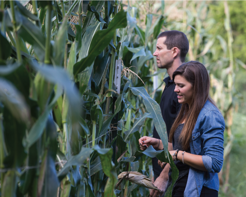 Image of a man and woman examining cornstalks in a cornfield.