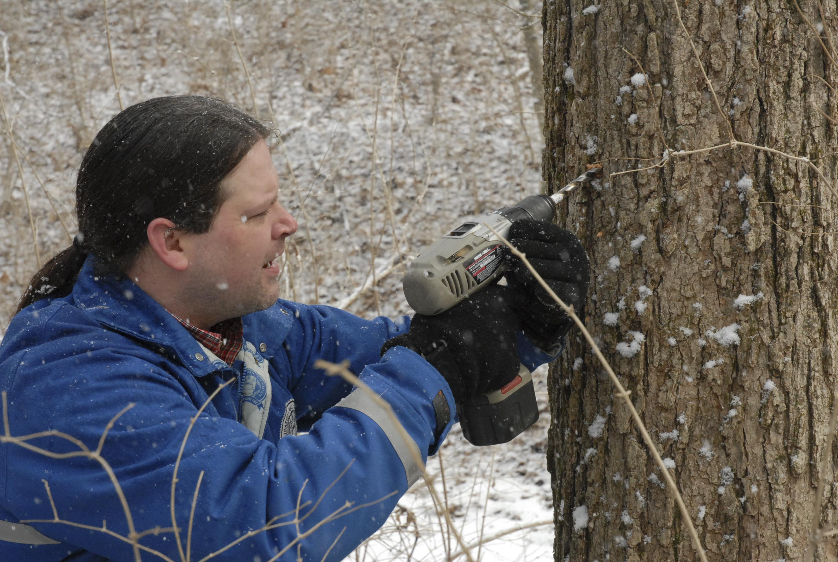 Joshua S. drilling a hole in a ahsenaamiši 'maple tree' for tapping at the Eichel Property outside of Oxford