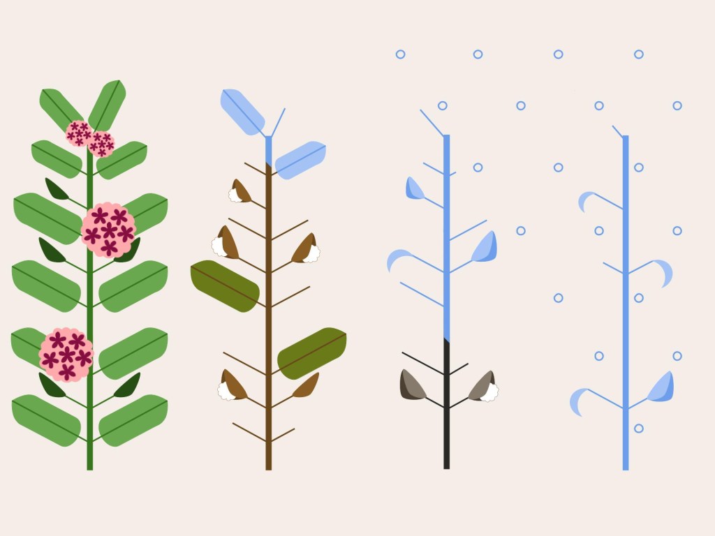 A milkweed plant in full bloom transitioning into a bare stalk