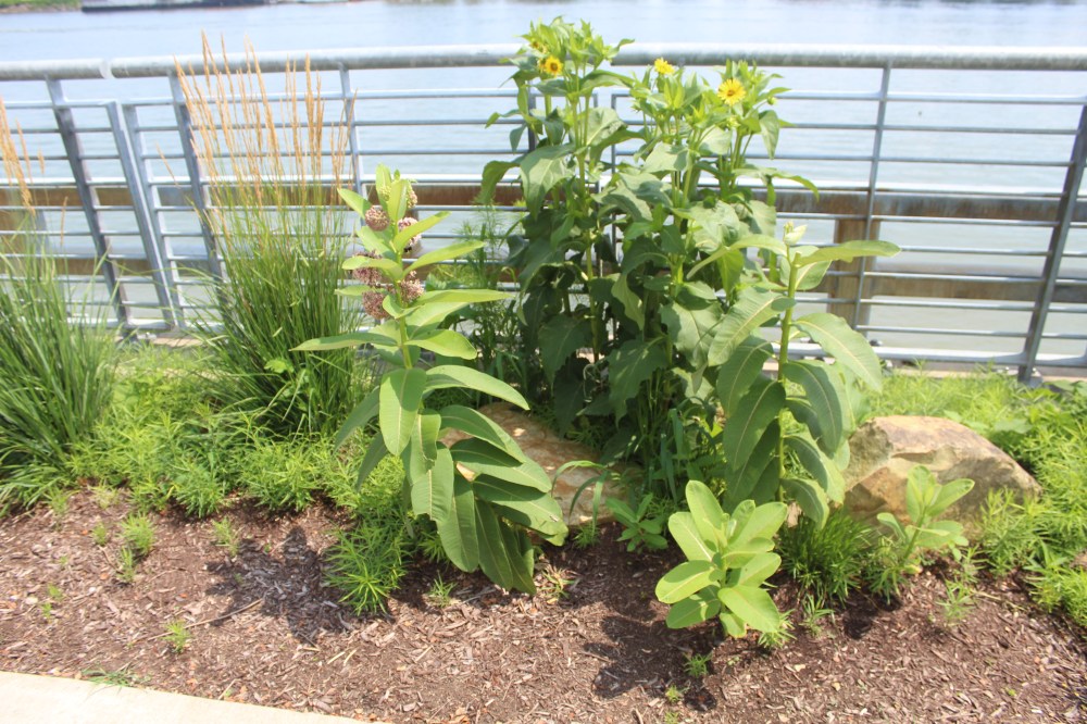 Contemporary photo of milkweed growing at the Cincinnati Public Landing