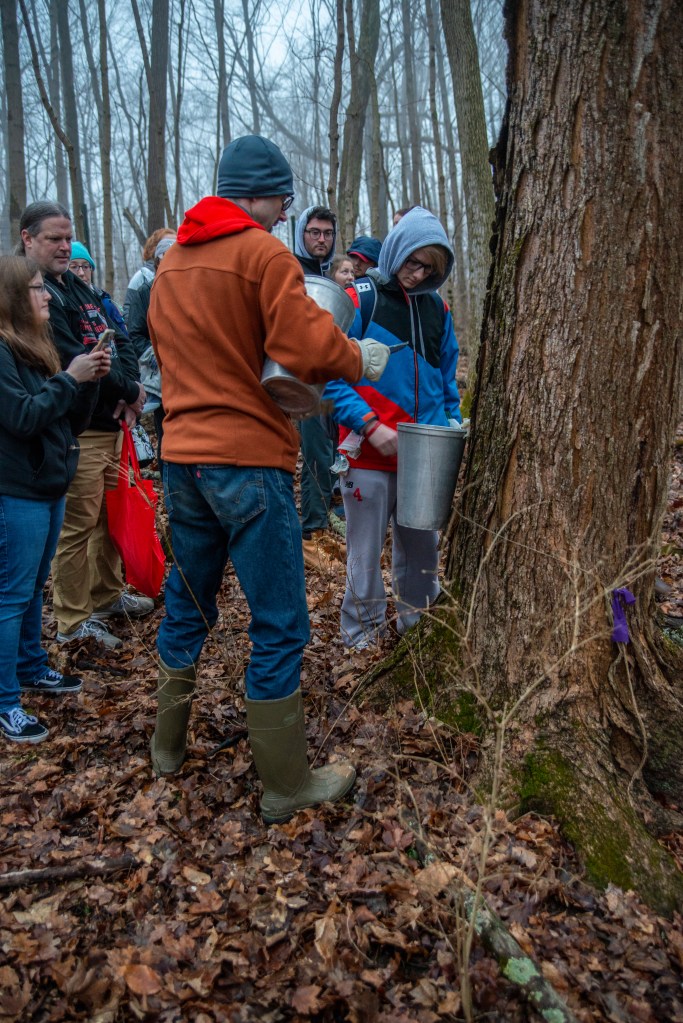 Group of people standing near Maple tree while student hangs a bucket to collect the sap.