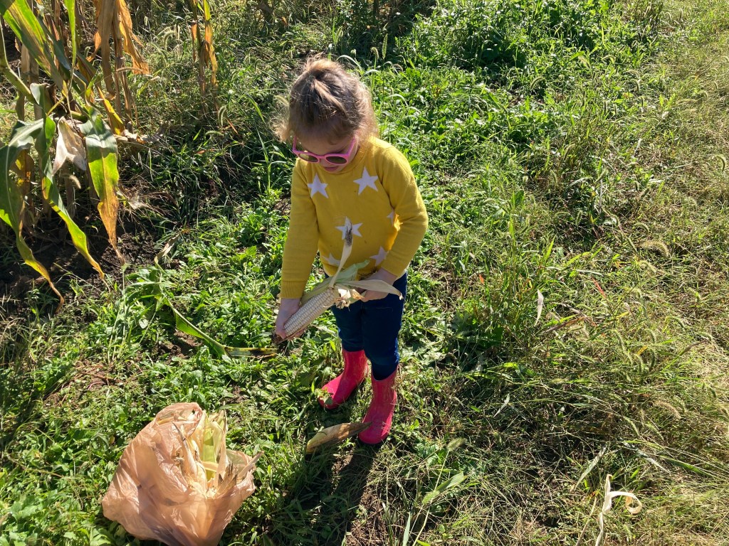 Young child shucking corn in a cornfield