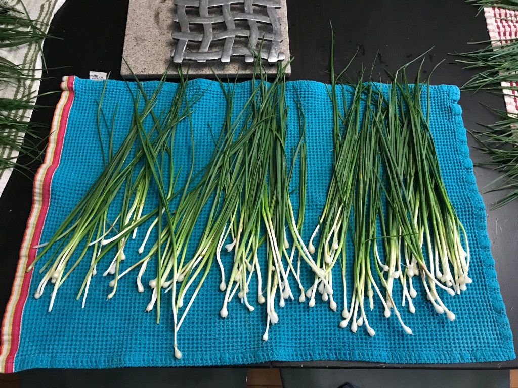 Wild onions left to air dry after being washed
