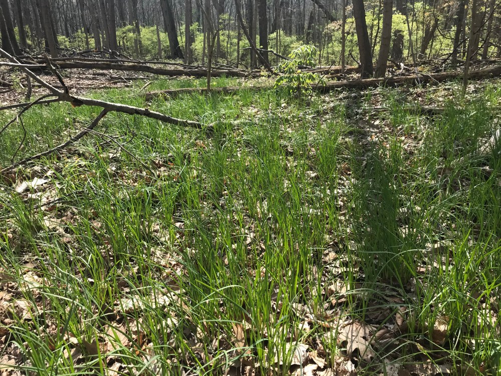 A patch of wild onions in a wooded area.