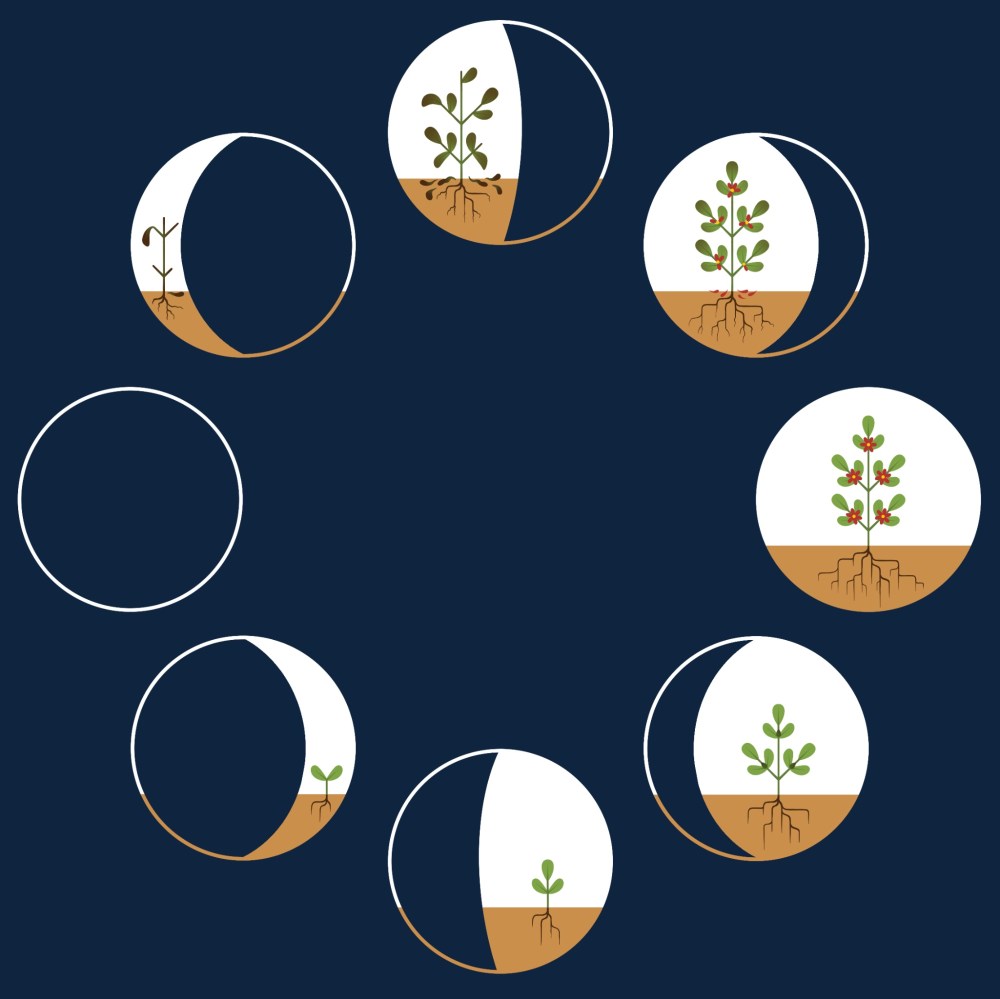 Artist depiction of the lunar cycle using a plant life cycle comparison