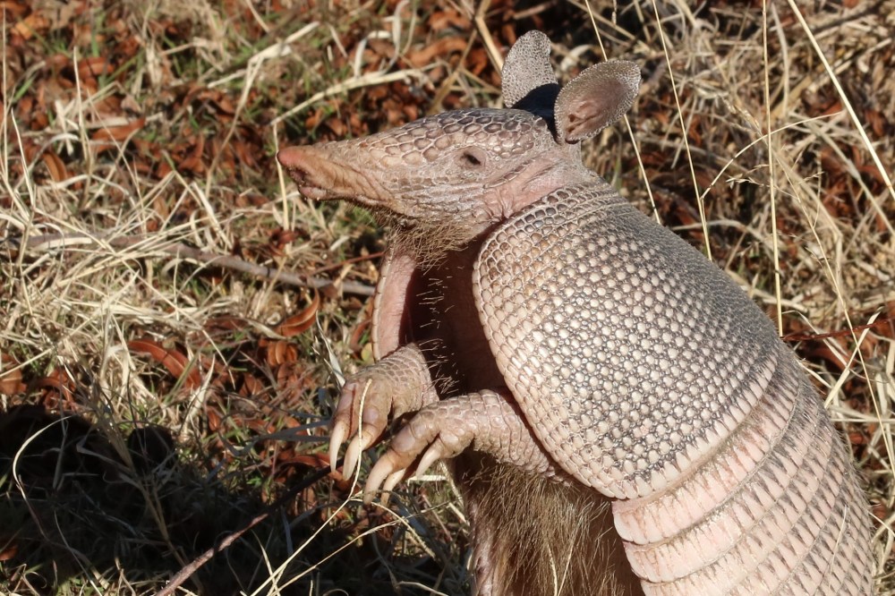 Close-up of a nine-banded armadillo as he stands up, showing a close-up of his head and the long claws on his front feet.