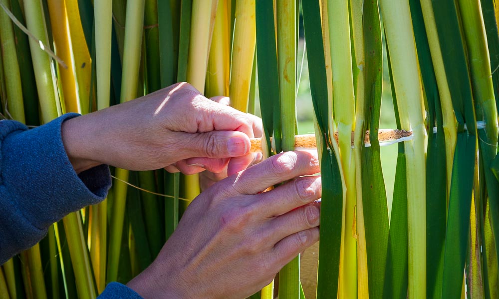 A close up of a large needle being used to weave a cattail mat