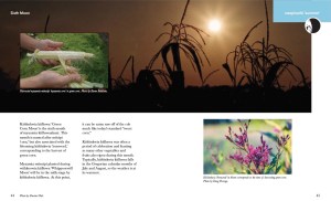 Screen grab of a book layout featuring images and information about the Myaamia Green Corn Moon