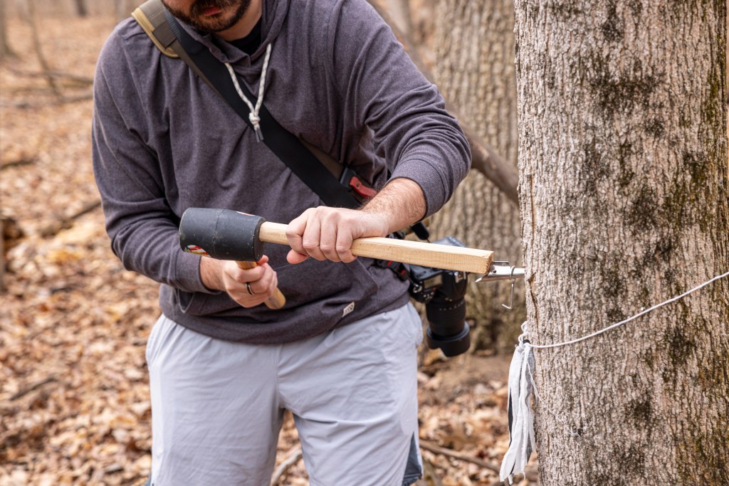 A young adult uses a stake a mallet to hit a tap into a tree