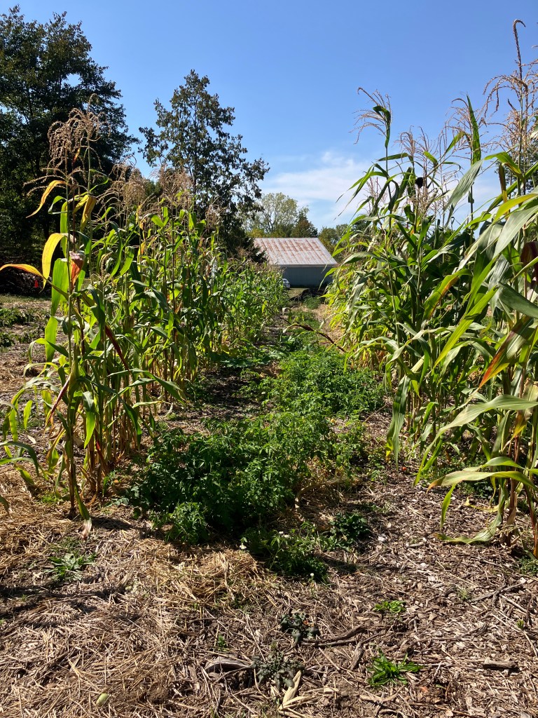 Two rows of corn separated by short tomato plants in a garden