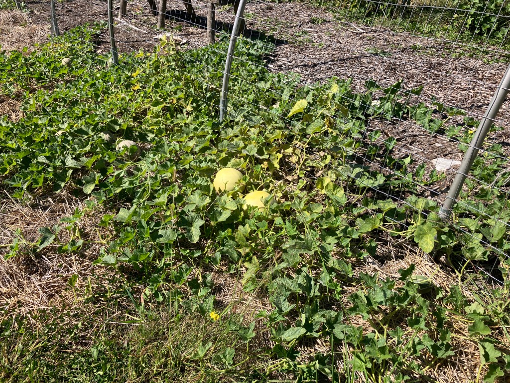 A large area of leafed vines with several small tan and green melons scattered throughout.