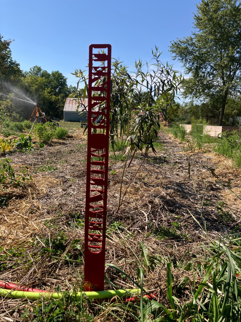 A red piece of metal with letter cutouts for "leninši milkweed" in front of a row of common milkweed