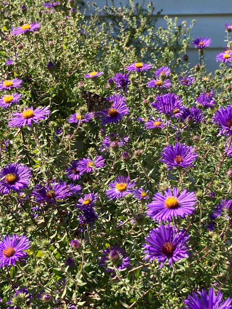 A close up of a bush-like plant with purple flowers and yellow centers.
