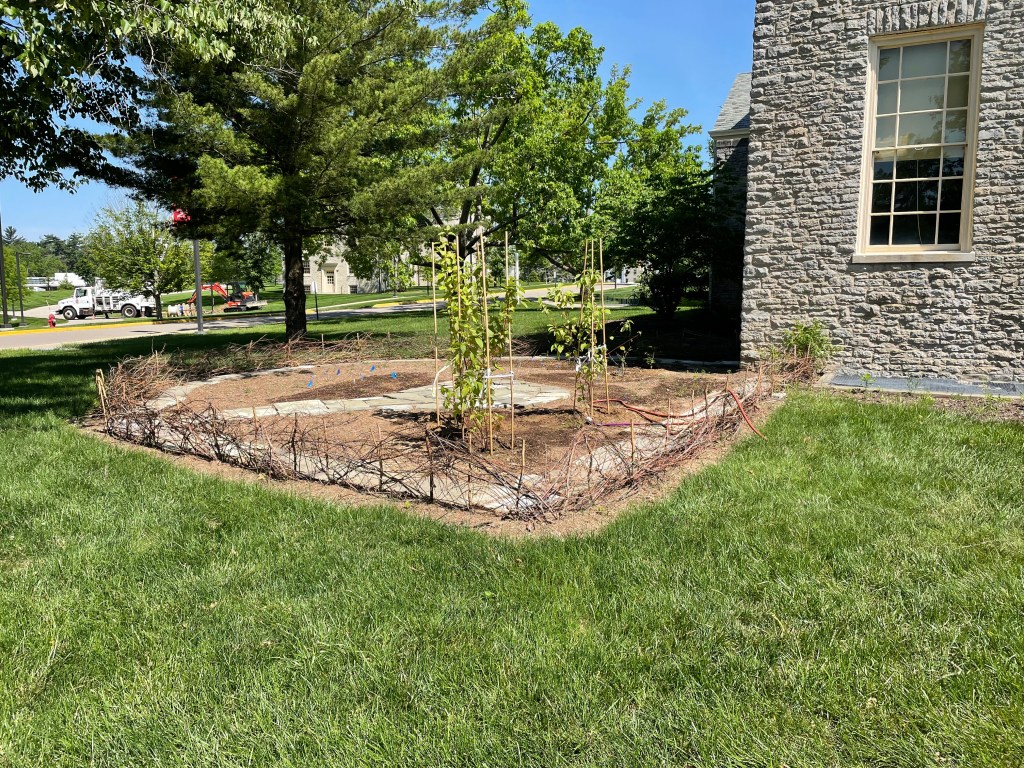 Early stages of the garden