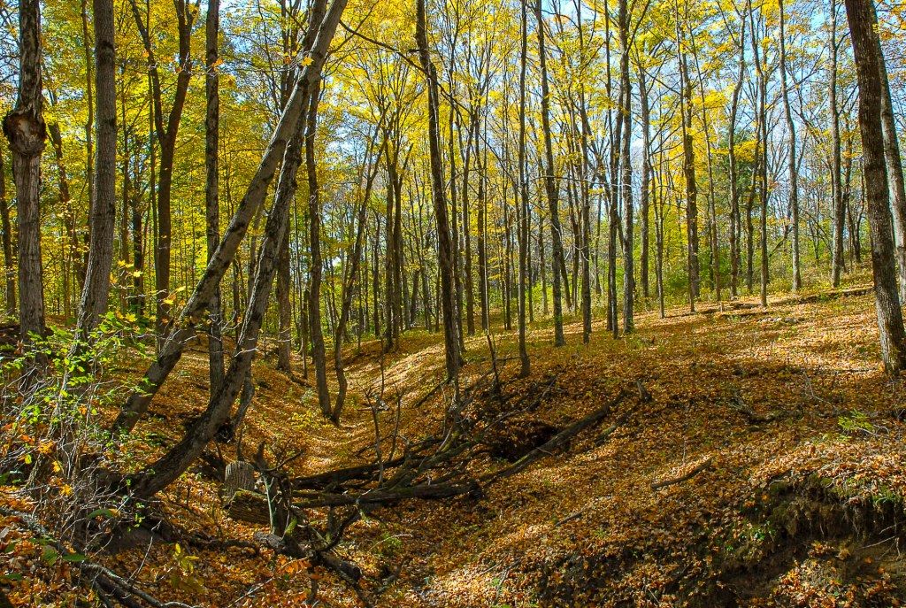 The woods on a sunny, clear day.