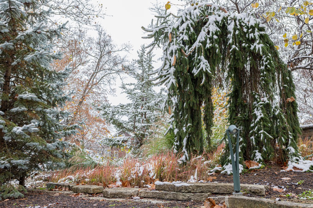 Snow covered pine trees