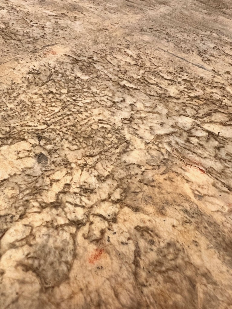 Backside of the hide