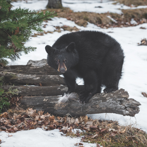 Black bear