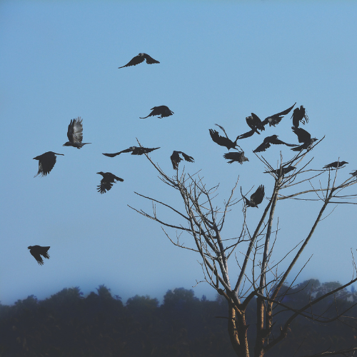 Group of Crows