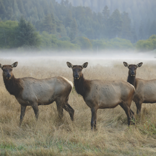 Group of elk