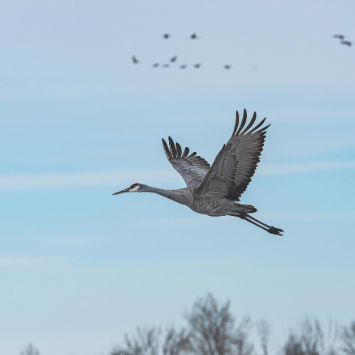 Sandhill Crane