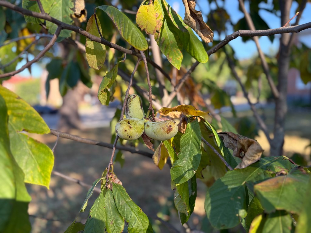 Ripe pawpaw fruit hanging in tree.