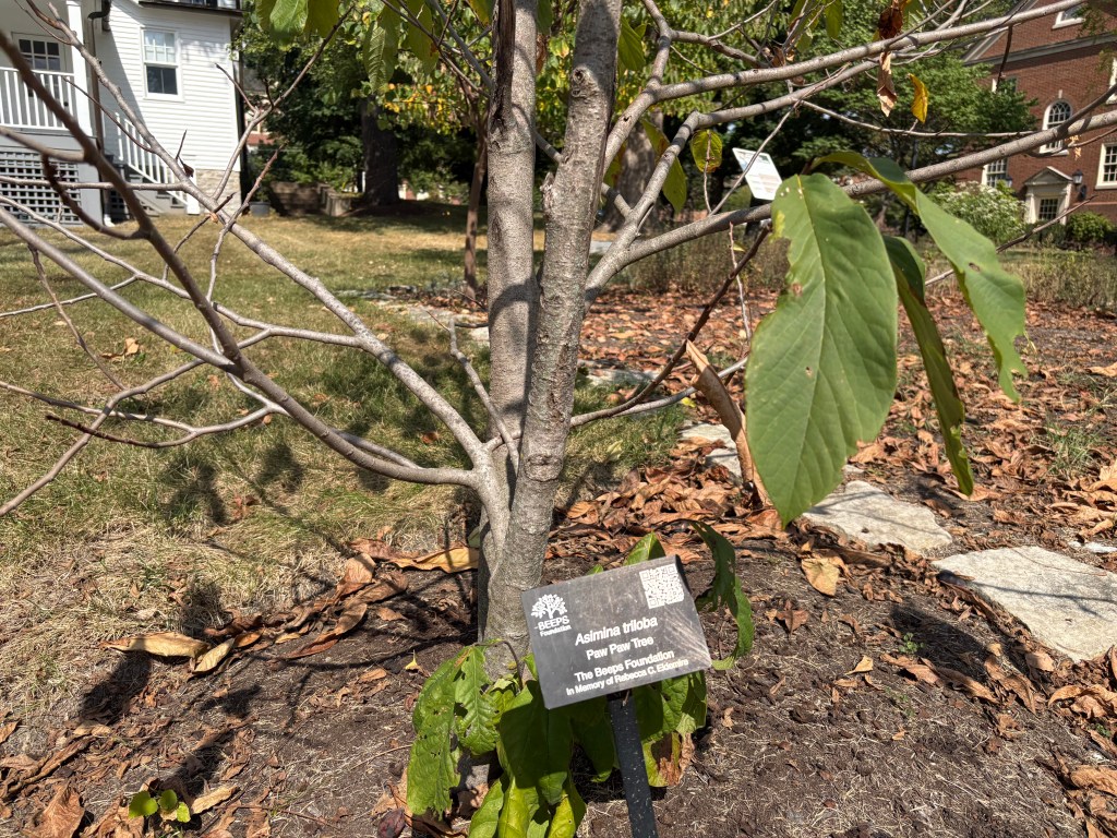 Close up of paw paw tree sapling with only a few leaves left and a small sign that labels the tree "asimina triloba."