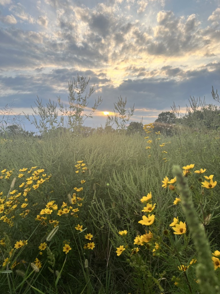 3 aanteekwa kiilhswa&nbsp;(2026)