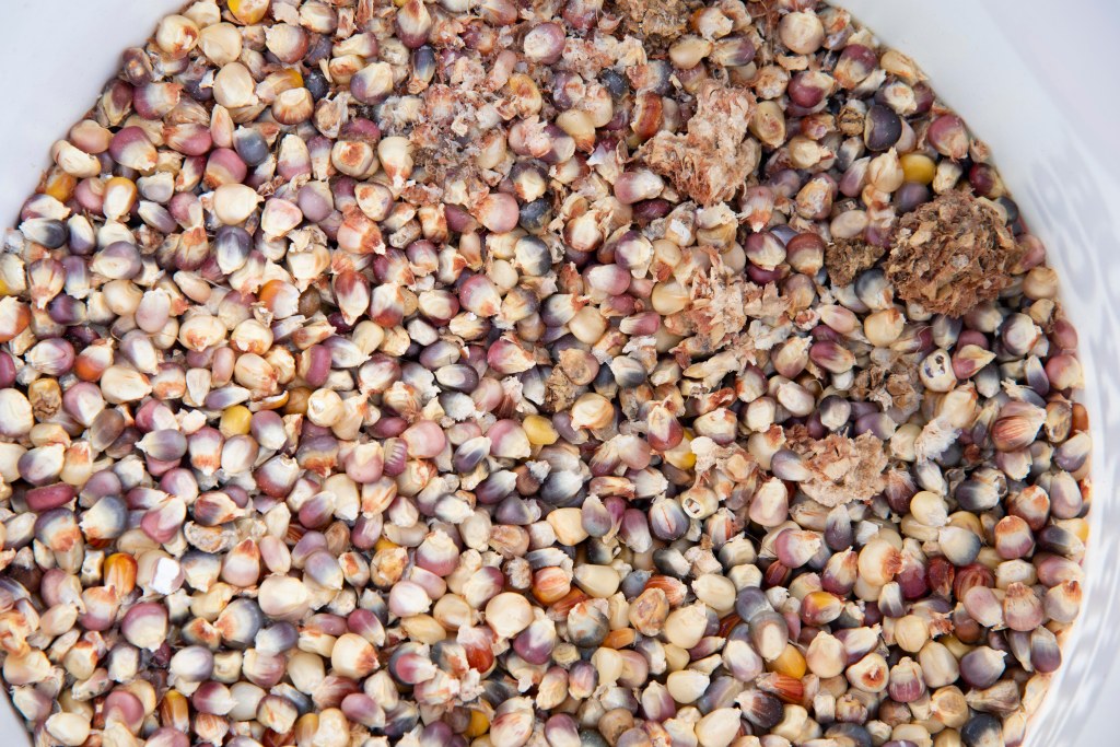 Bucket of corn kernels