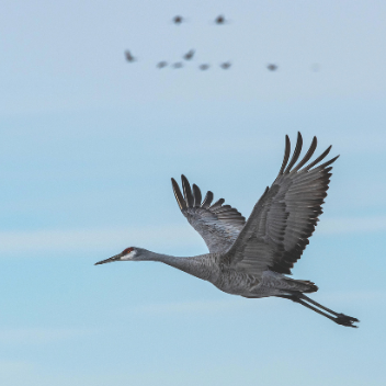 Sandhill Crane