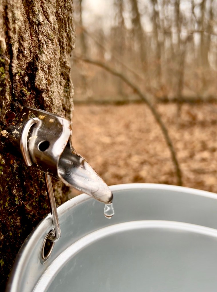 28 waawiita kiilhswa&nbsp;(2026)