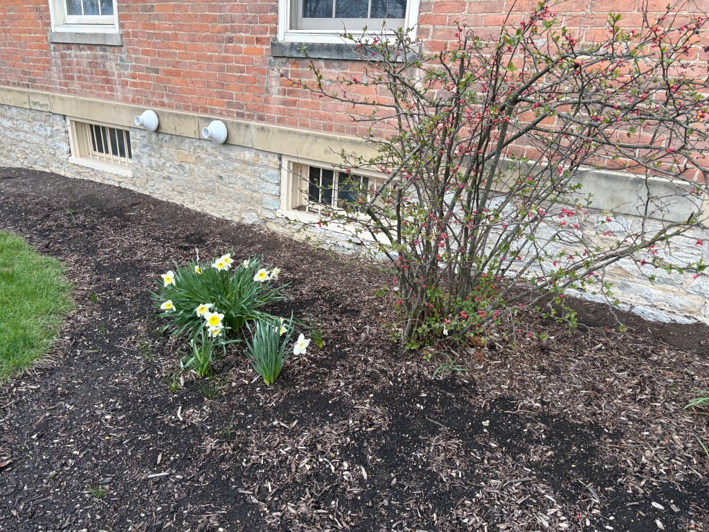 A small group of yellow daffodils next to a bush with red berries in front of a brick and stone building.