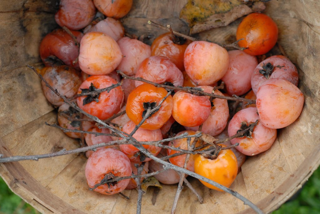 Basket of persimmons