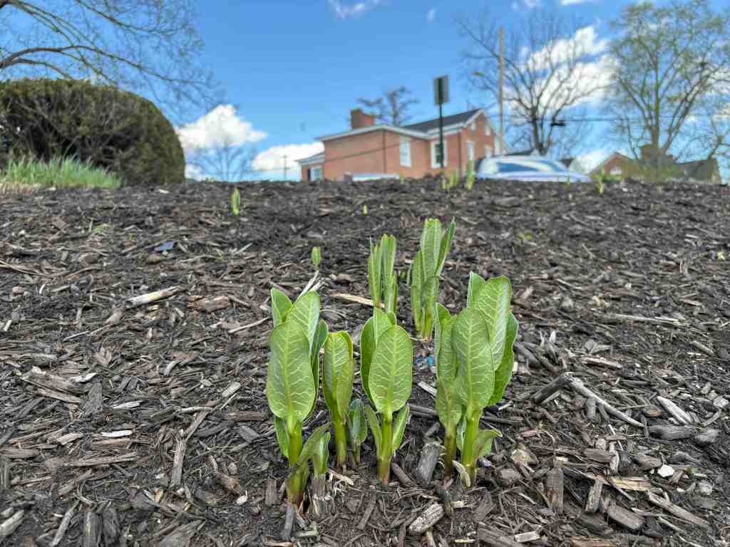 17 aanteekwa kiilhswa&nbsp;(2026)