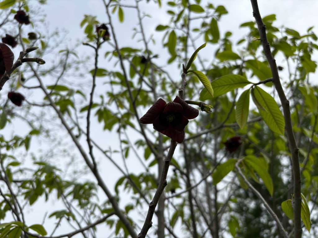 A dark crimson paw paw tree blossom surrounded by branches and leaves.