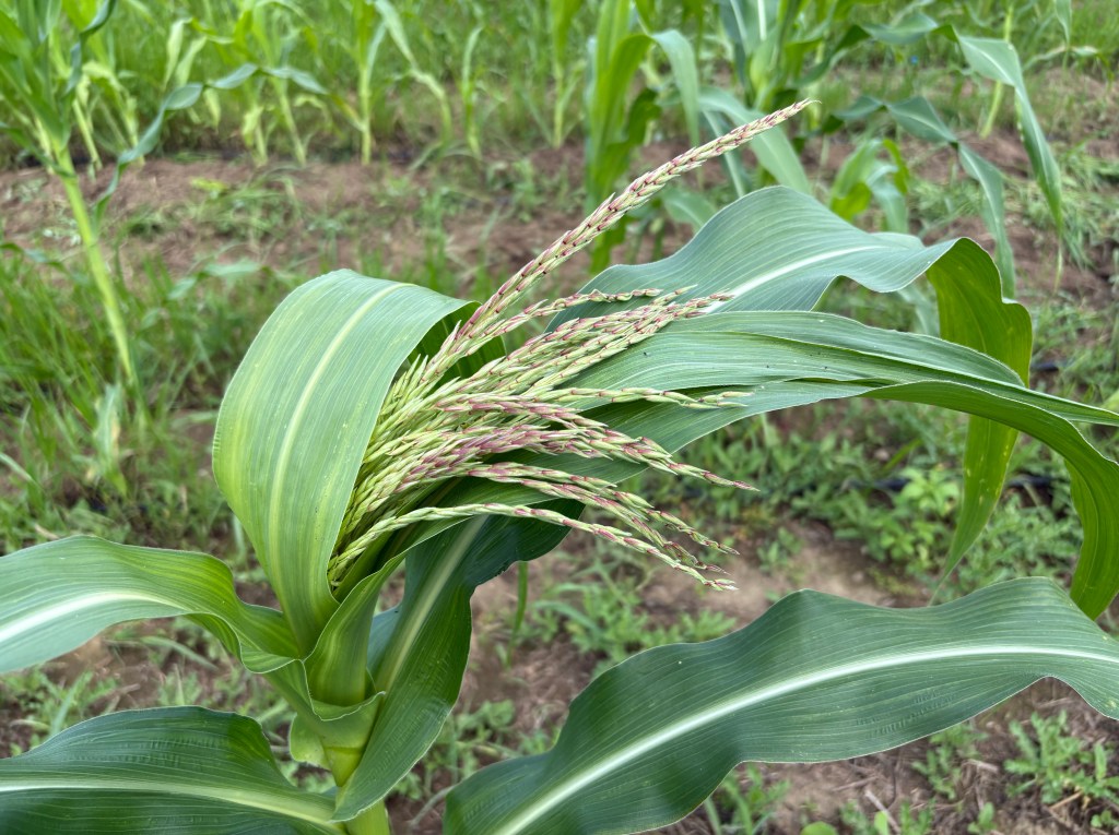 Close up of a tassel of a corn plant with a cornfield in the background