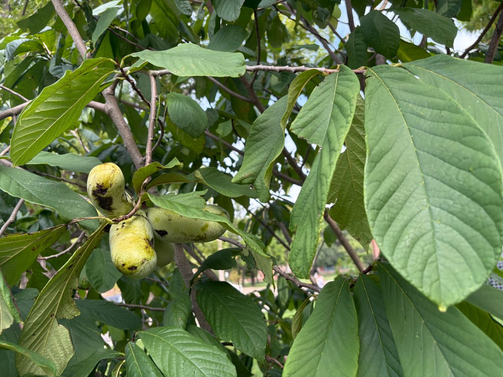 A cluster of three paw paw fruits hang down among the leaves of the tree.